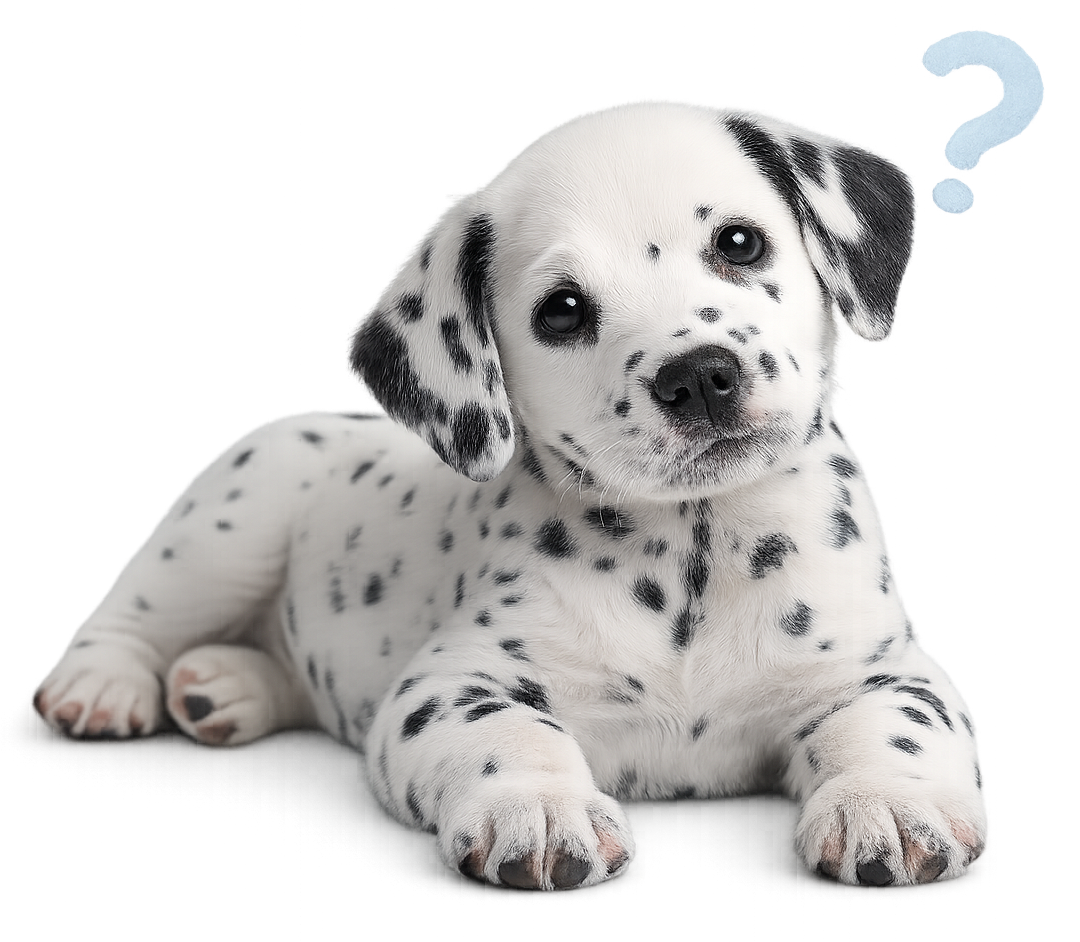 Dalmatian puppy with curious expression for puppy FAQs, puppies for sale questions, and trusted breeder marketplace support | Pick My Pup