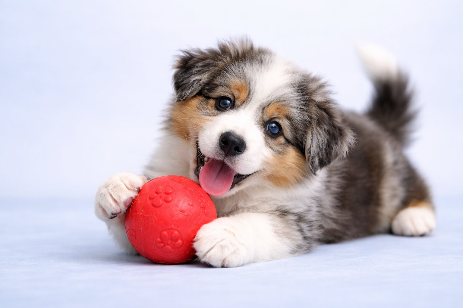 Adorable puppy playing with a red ball on a soft blue studio background for puppy categories, browse puppies by category, size, breed type and more online | Pick My Pup
